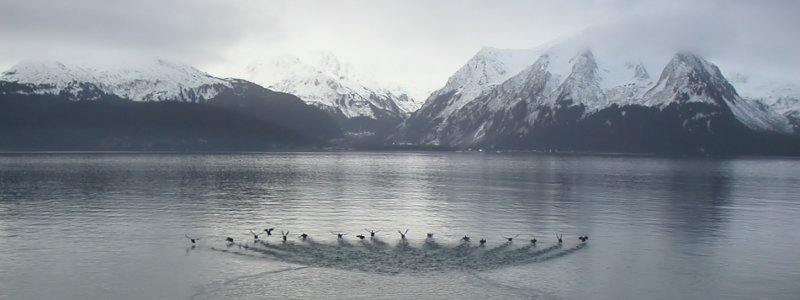 Looking across the Turnagain Arm near Anchorage from the Seward Highway.