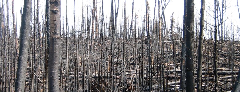 The aftermath of the Ham Lake forest fire in the Boundary Waters Canoe Area.